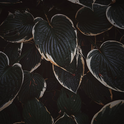 Edanticonf – The Metamorphosis Of Plants